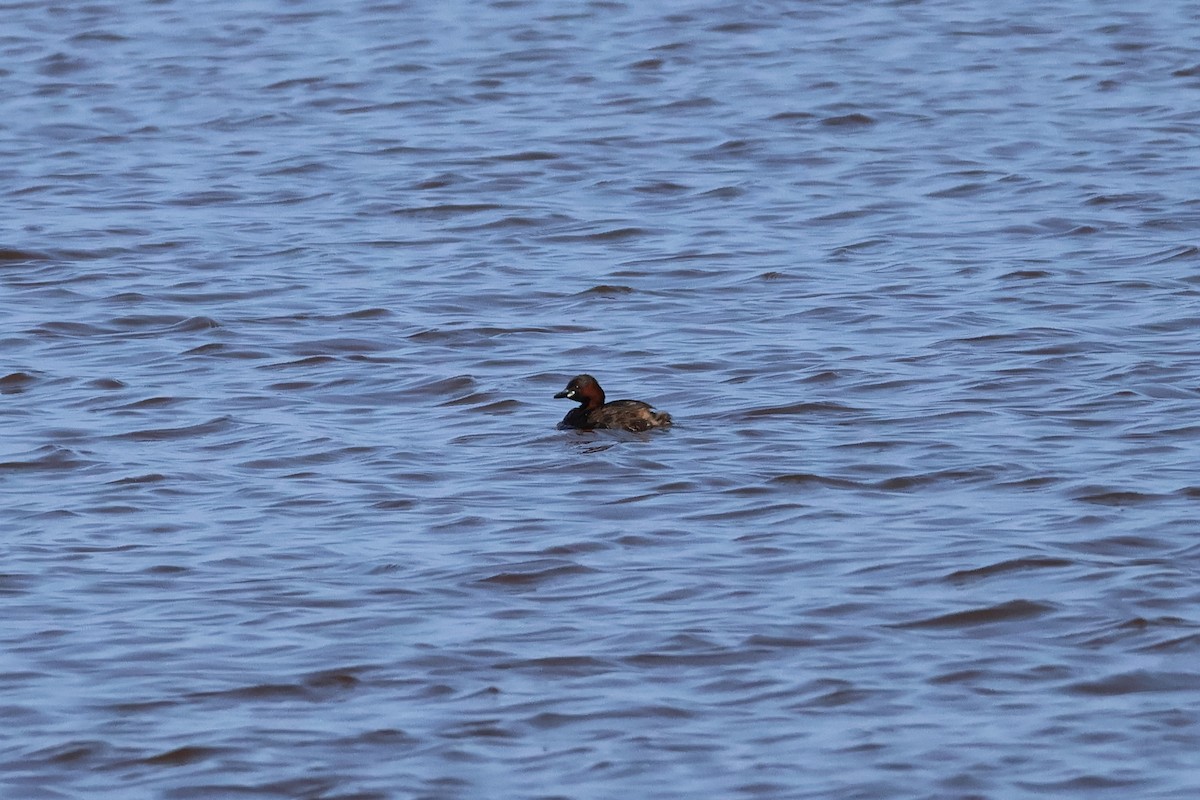 Little Grebe - ML620236849