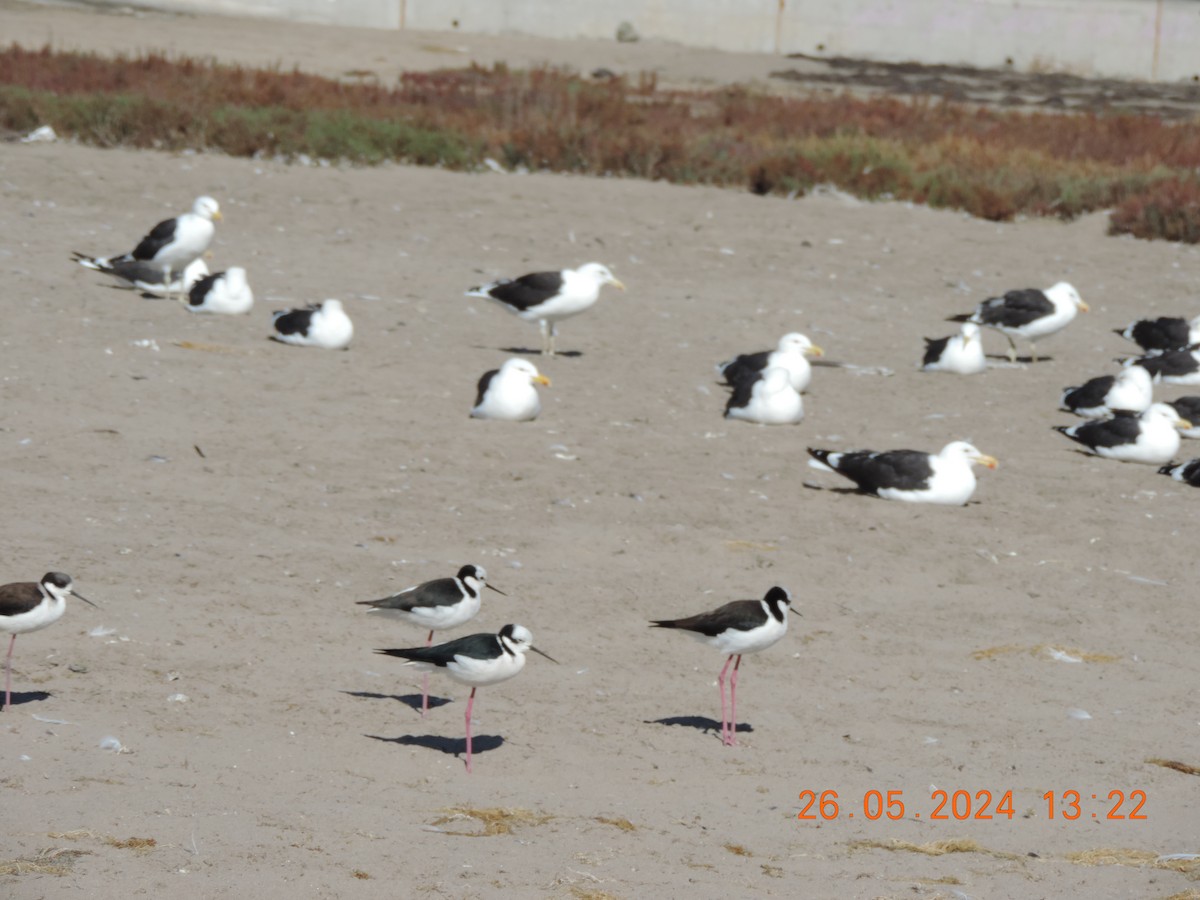 Black-necked Stilt - ML620236858