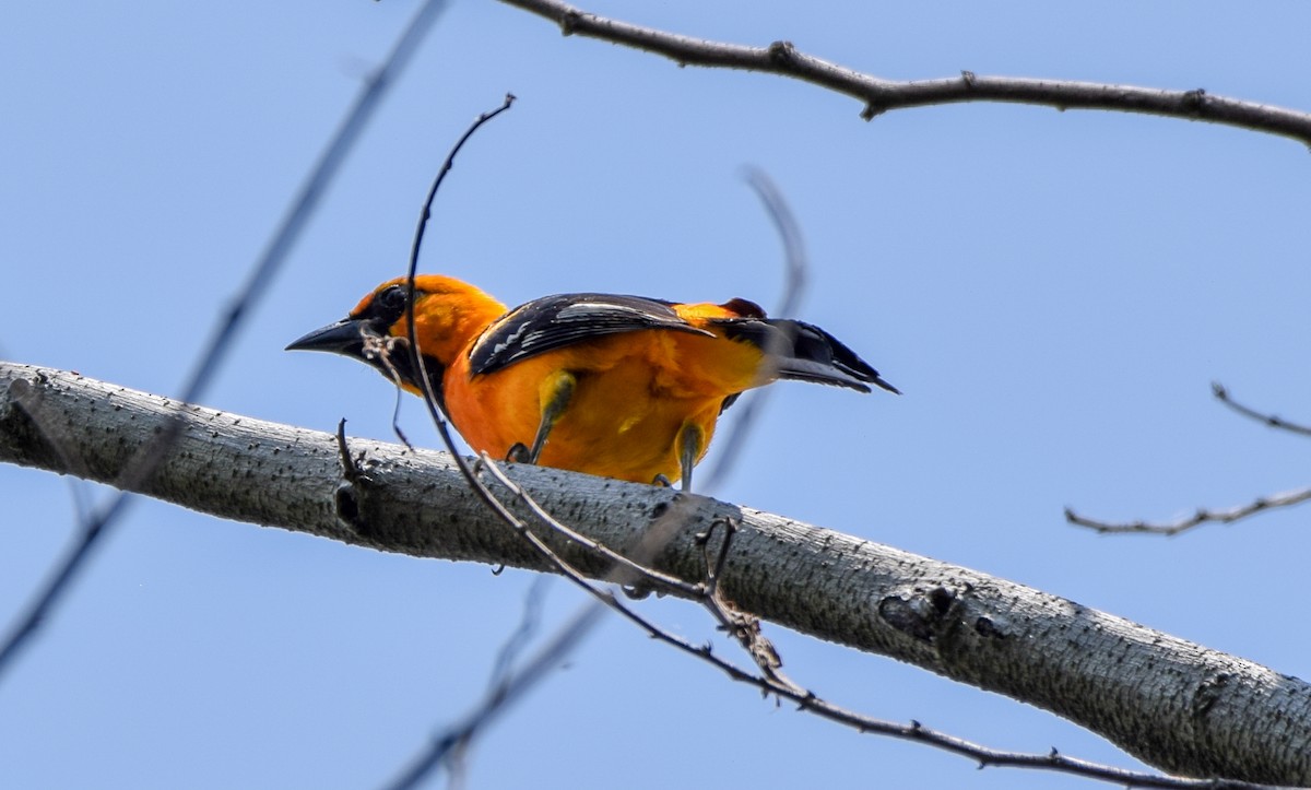 Oriole à gros bec - ML620236862