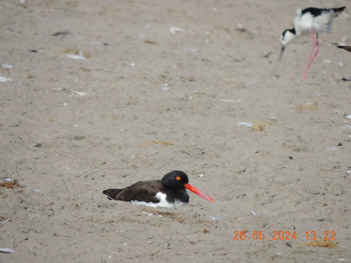 American Oystercatcher - ML620236865