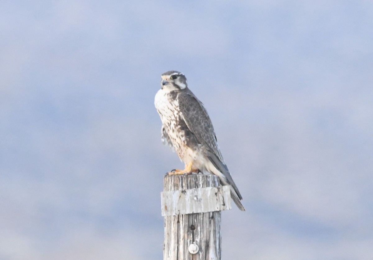 Prairie Falcon - ML620236874