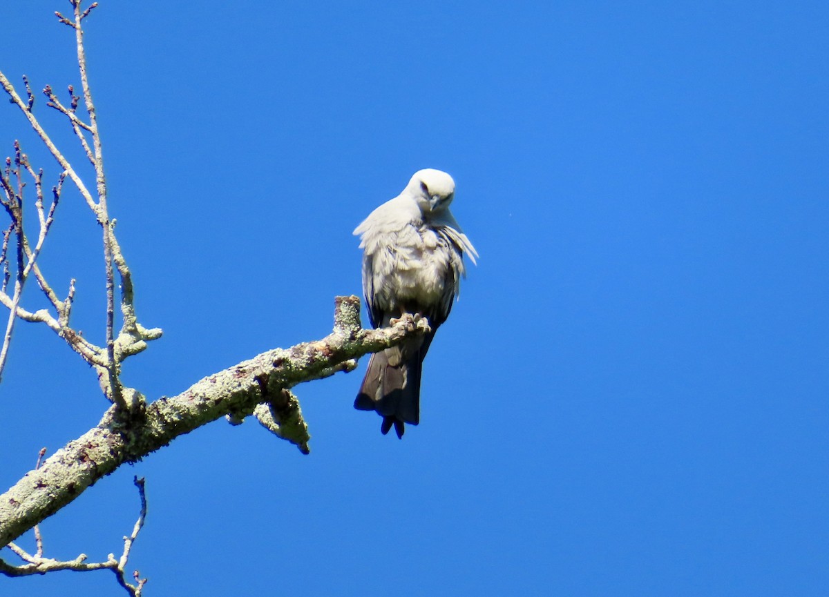 Mississippi Kite - ML620236880