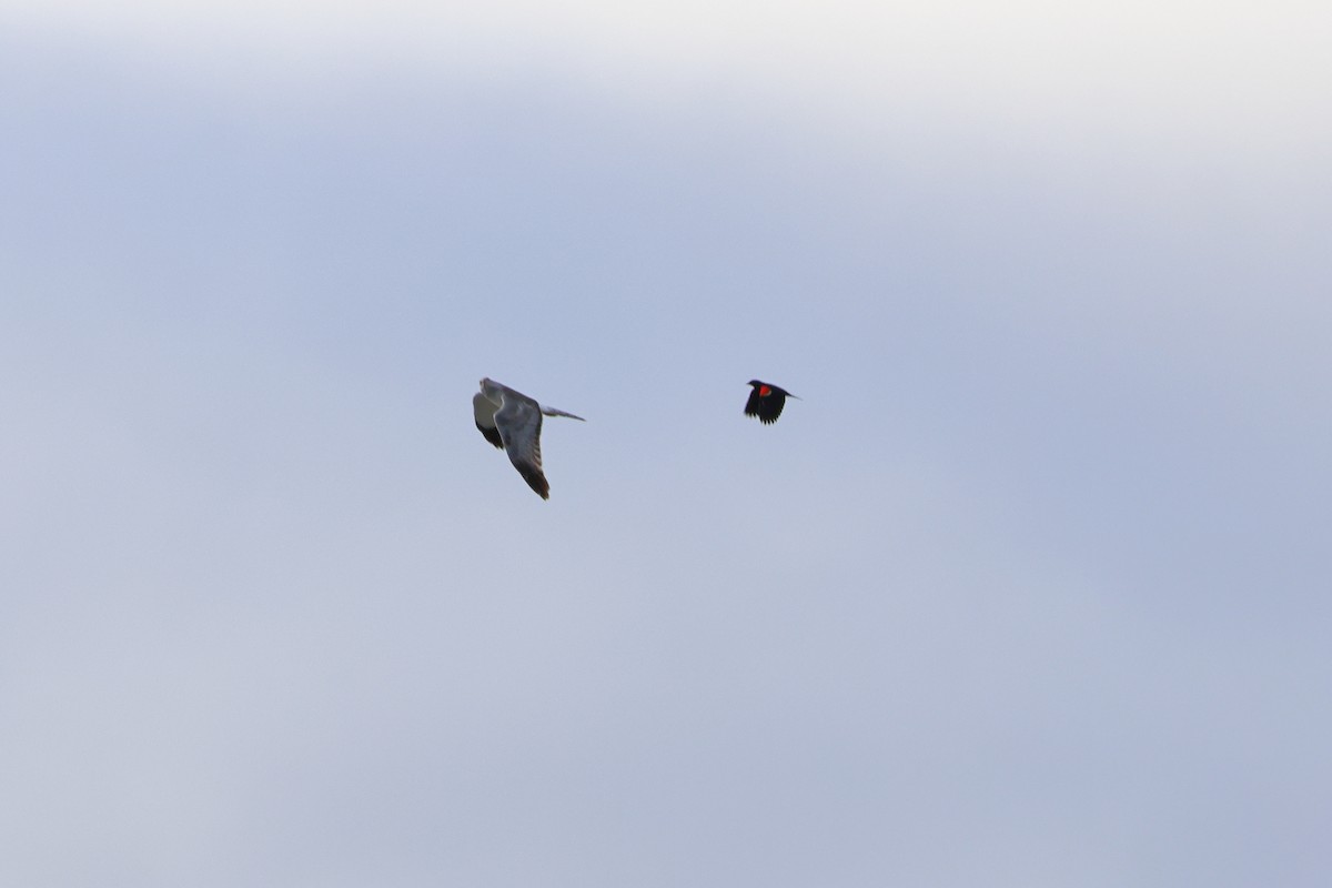 Northern Harrier - ML620236894