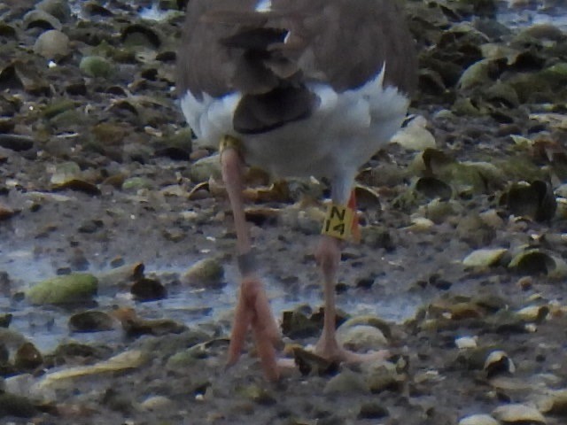 American Oystercatcher - ML620236897