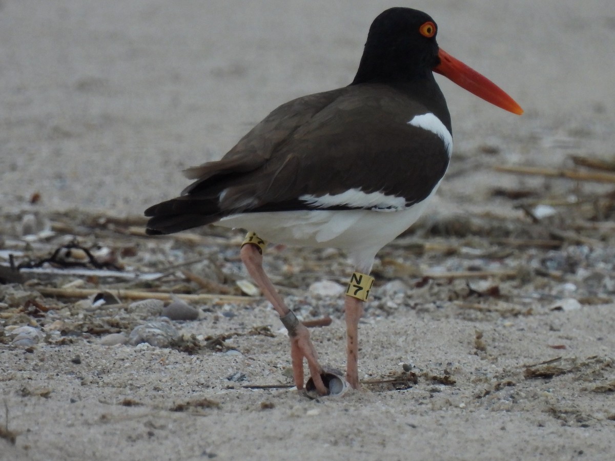 American Oystercatcher - ML620236898