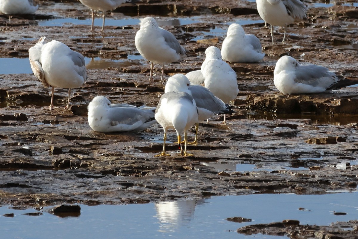 Black-tailed Gull - ML620236903