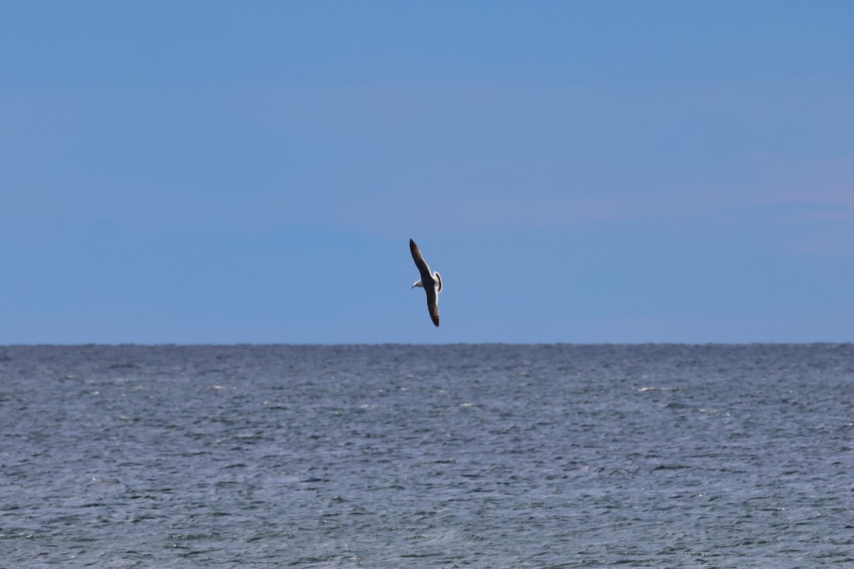 Black-tailed Gull - ML620236906