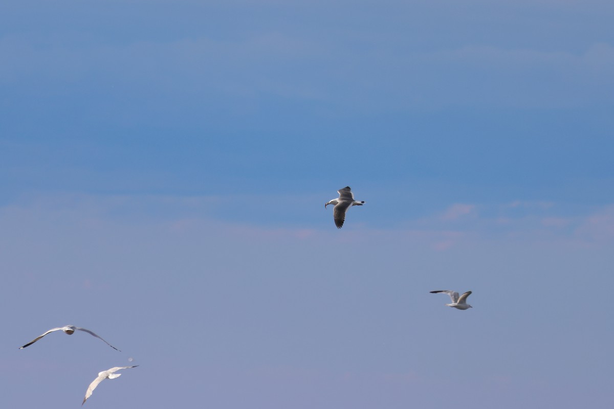 Black-tailed Gull - ML620236914