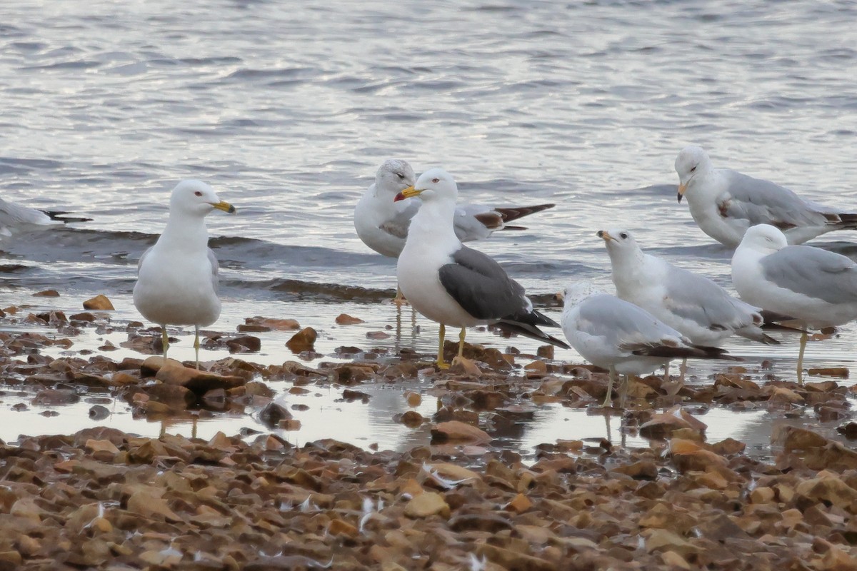 Black-tailed Gull - ML620236919