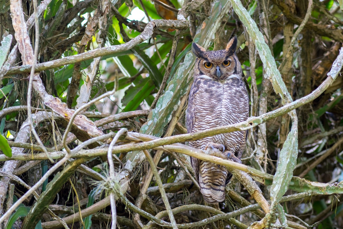 Great Horned Owl - ML620236921