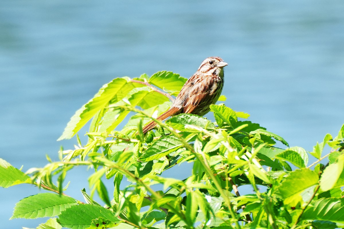 Chipping Sparrow - ML620236927