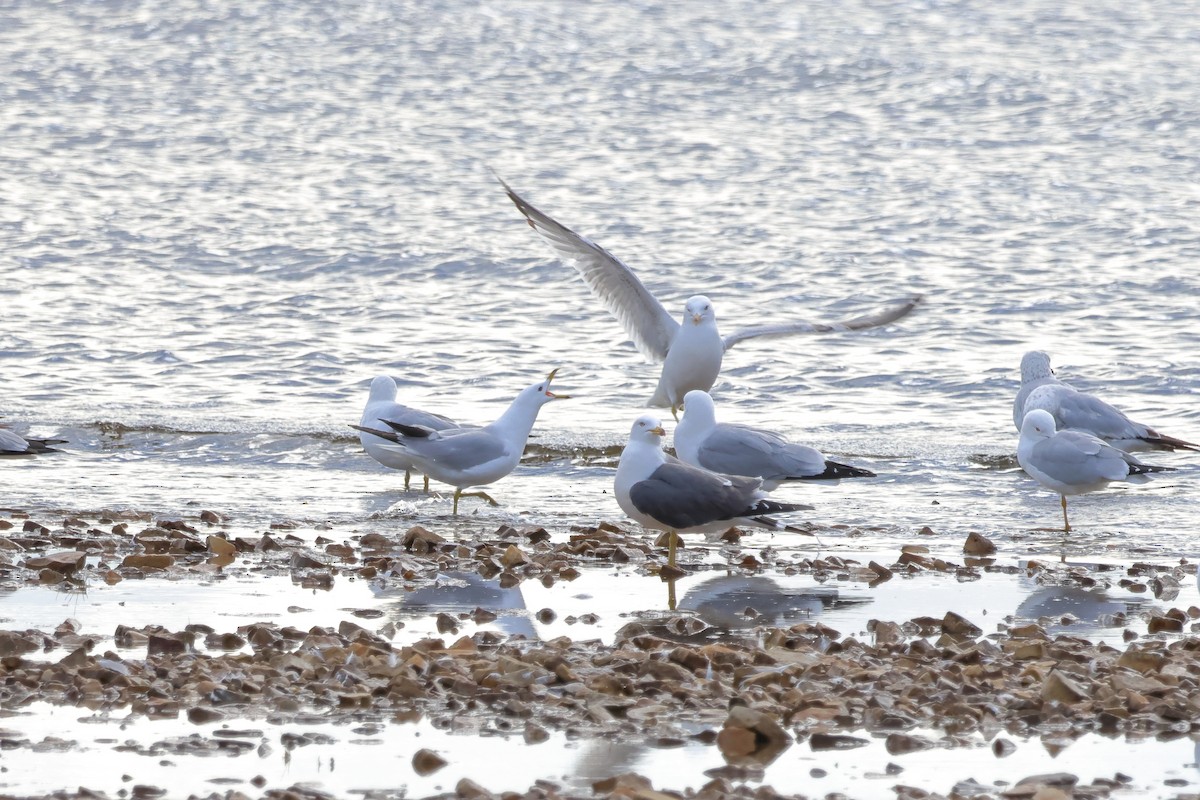 Black-tailed Gull - ML620236934