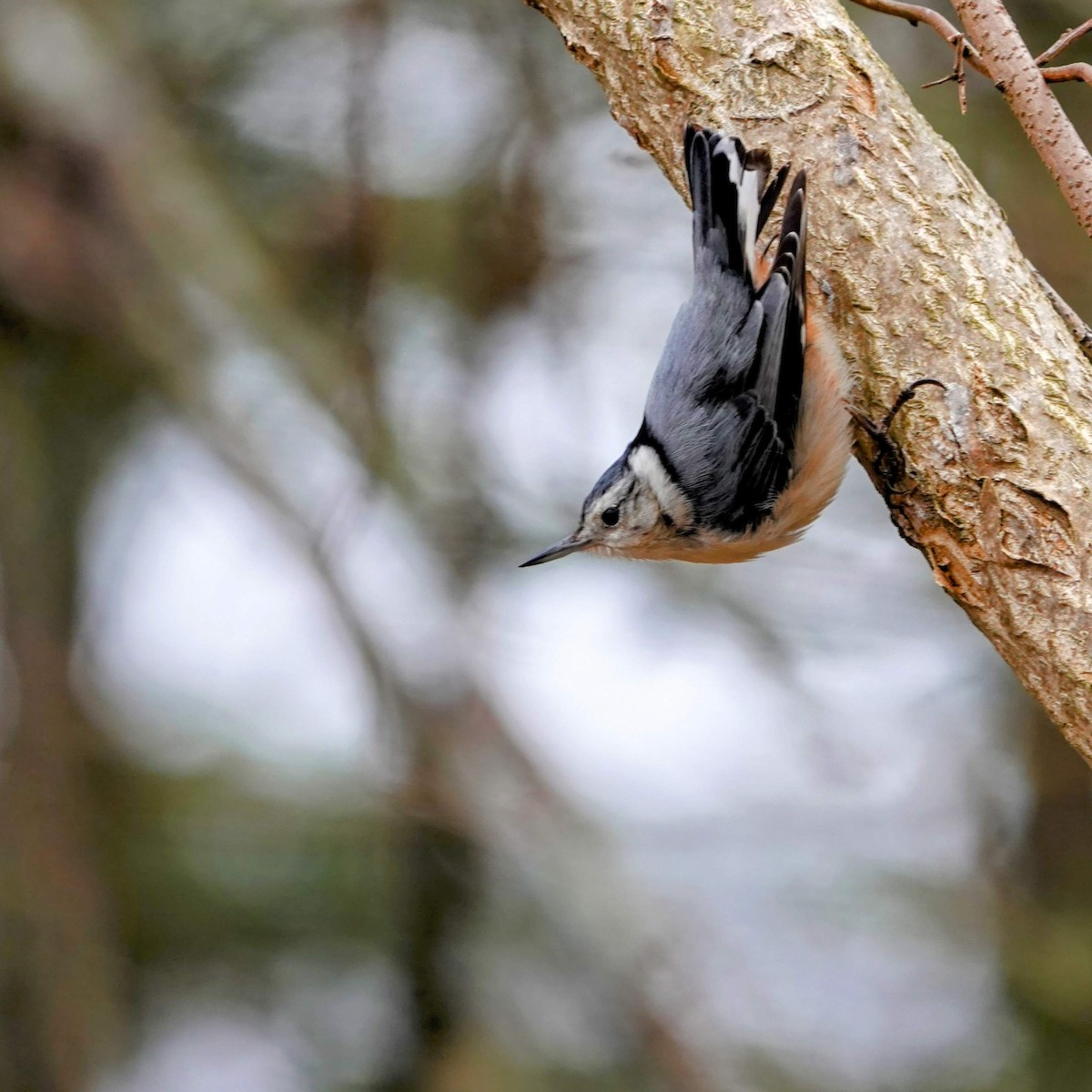 White-breasted Nuthatch - ML620236940