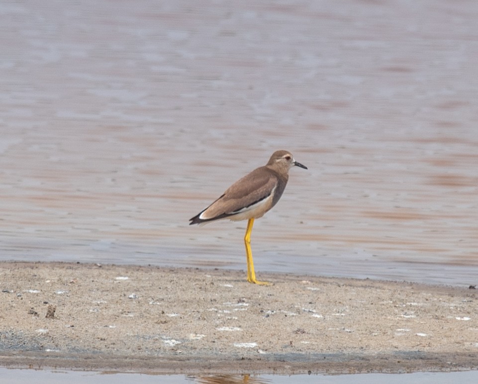 White-tailed Lapwing - ML620236944