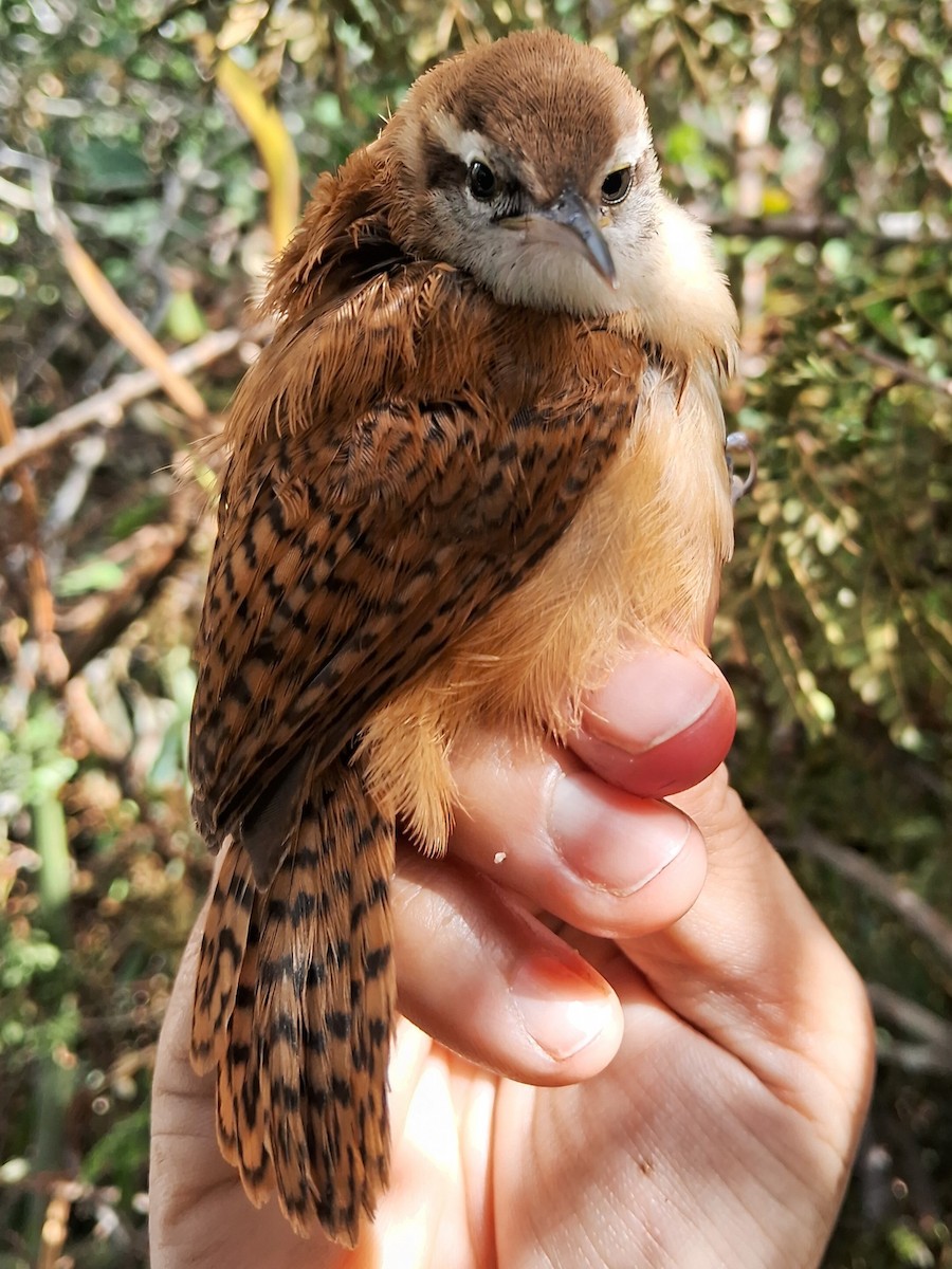 Long-billed Wren - ML620236947