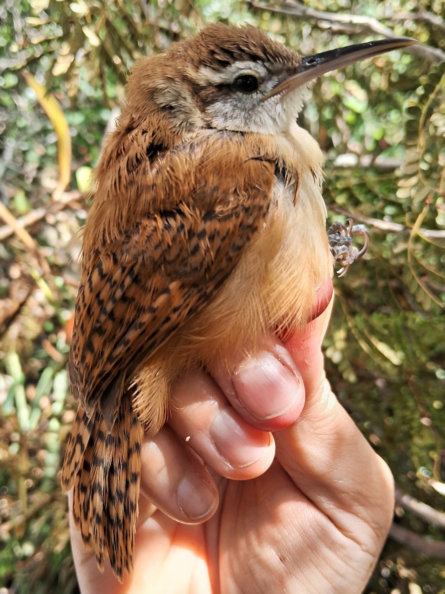 Long-billed Wren - ML620236948