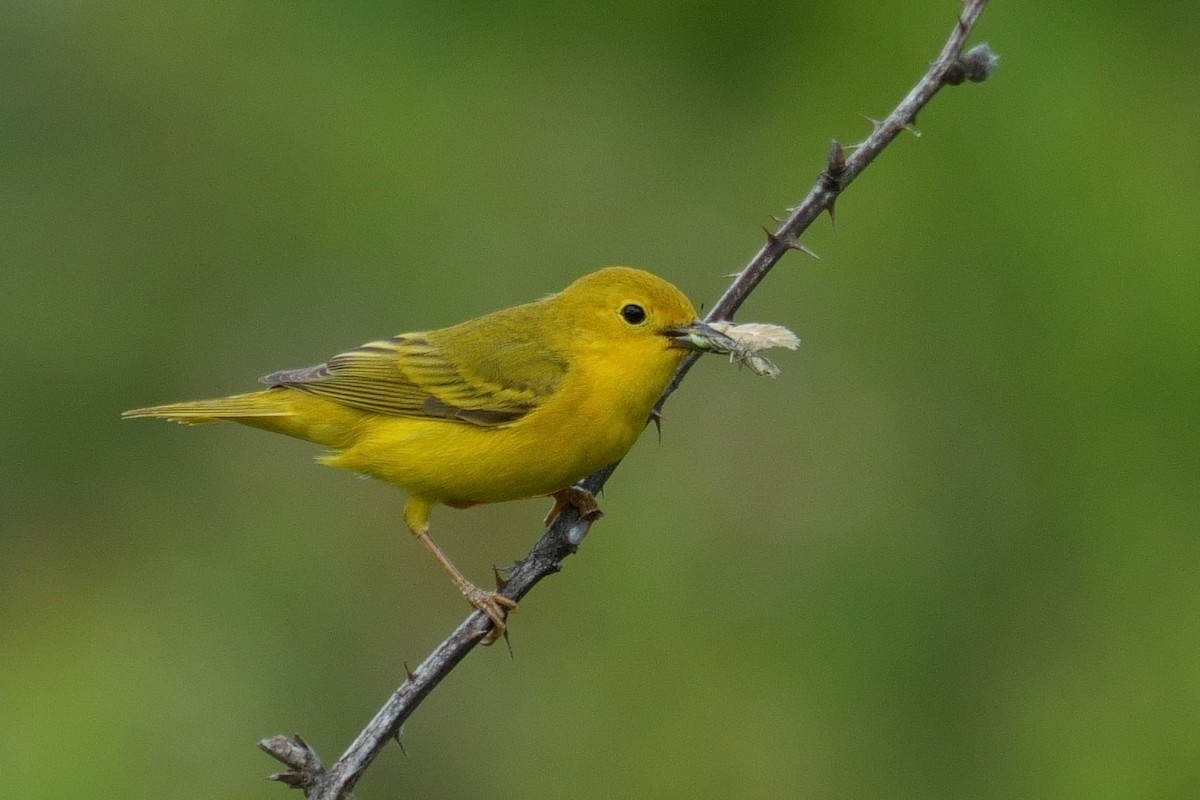 Paruline jaune - ML620236957