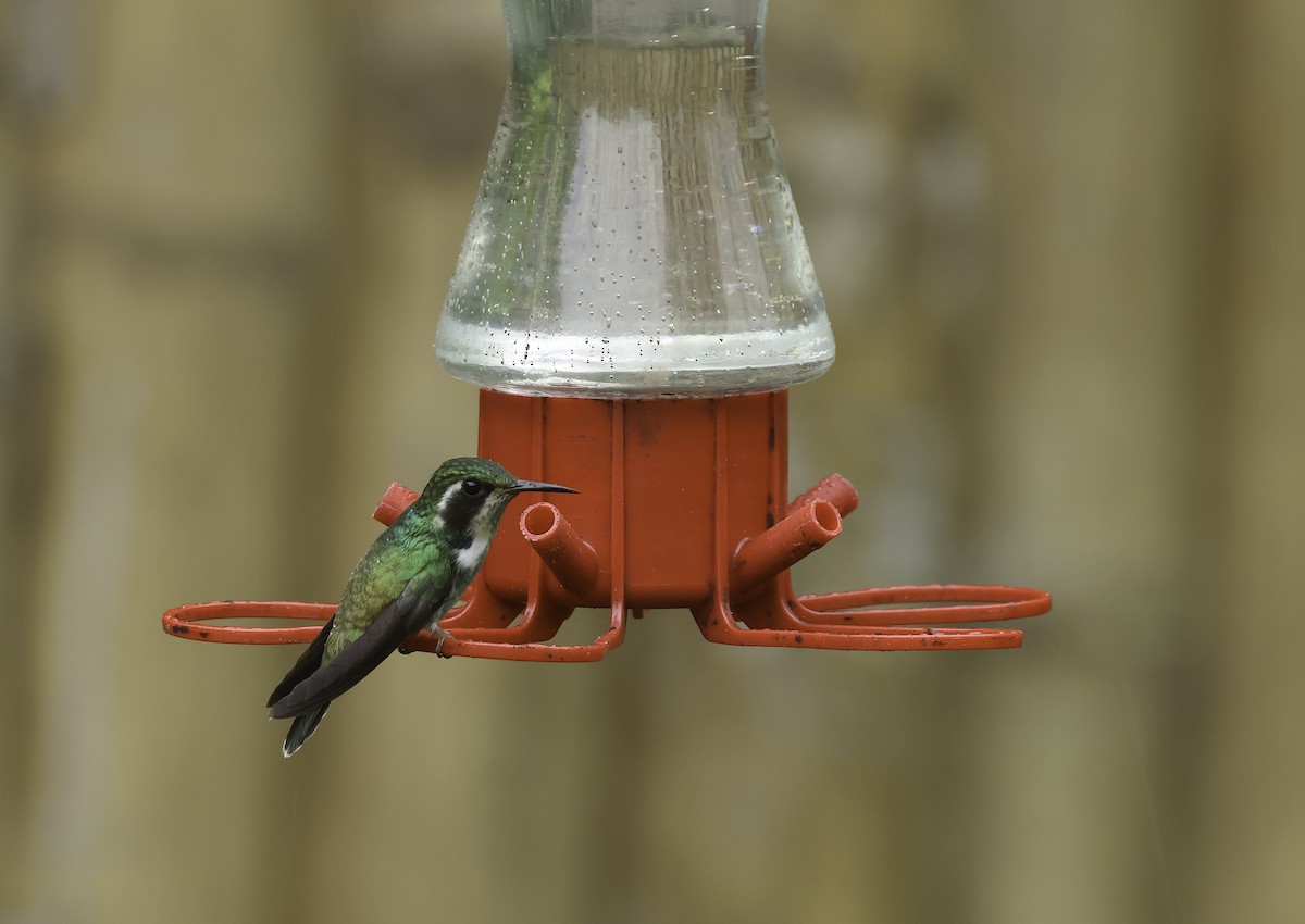 kolibřík klínozobý - ML620236959