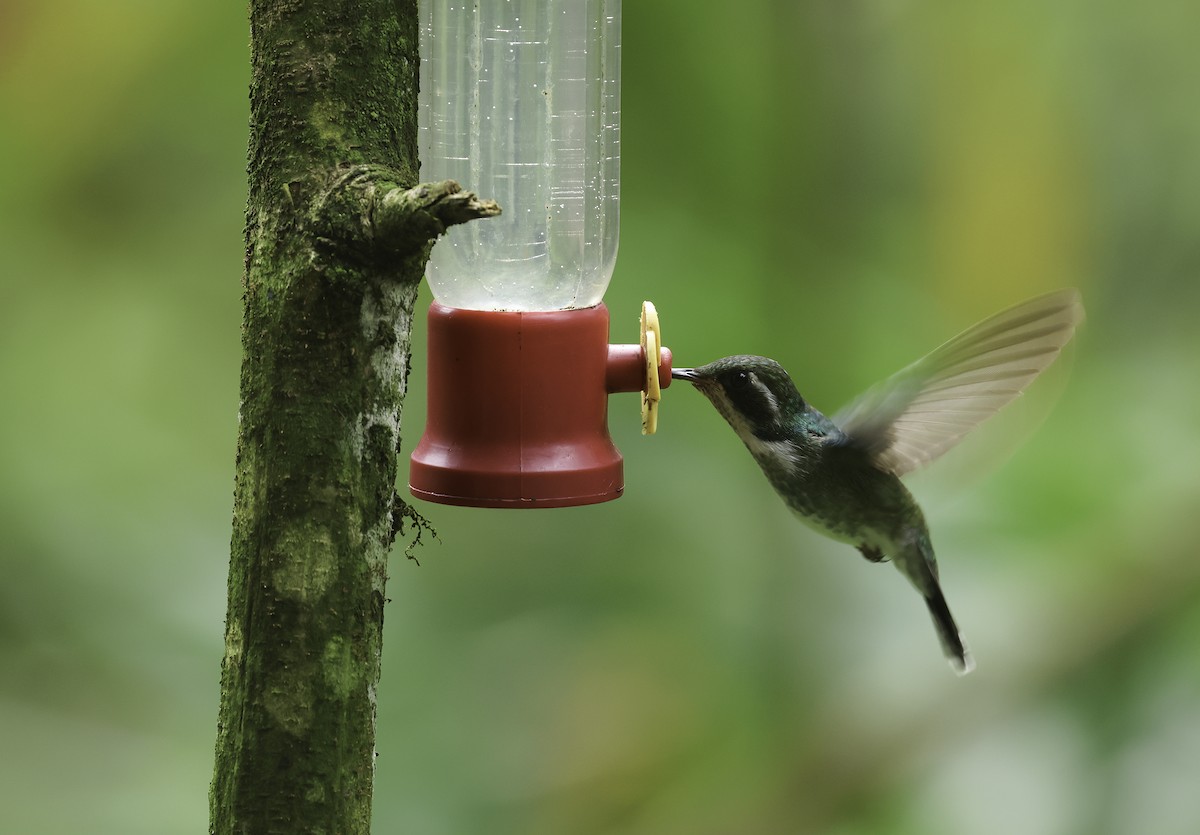 kolibřík klínozobý - ML620236964