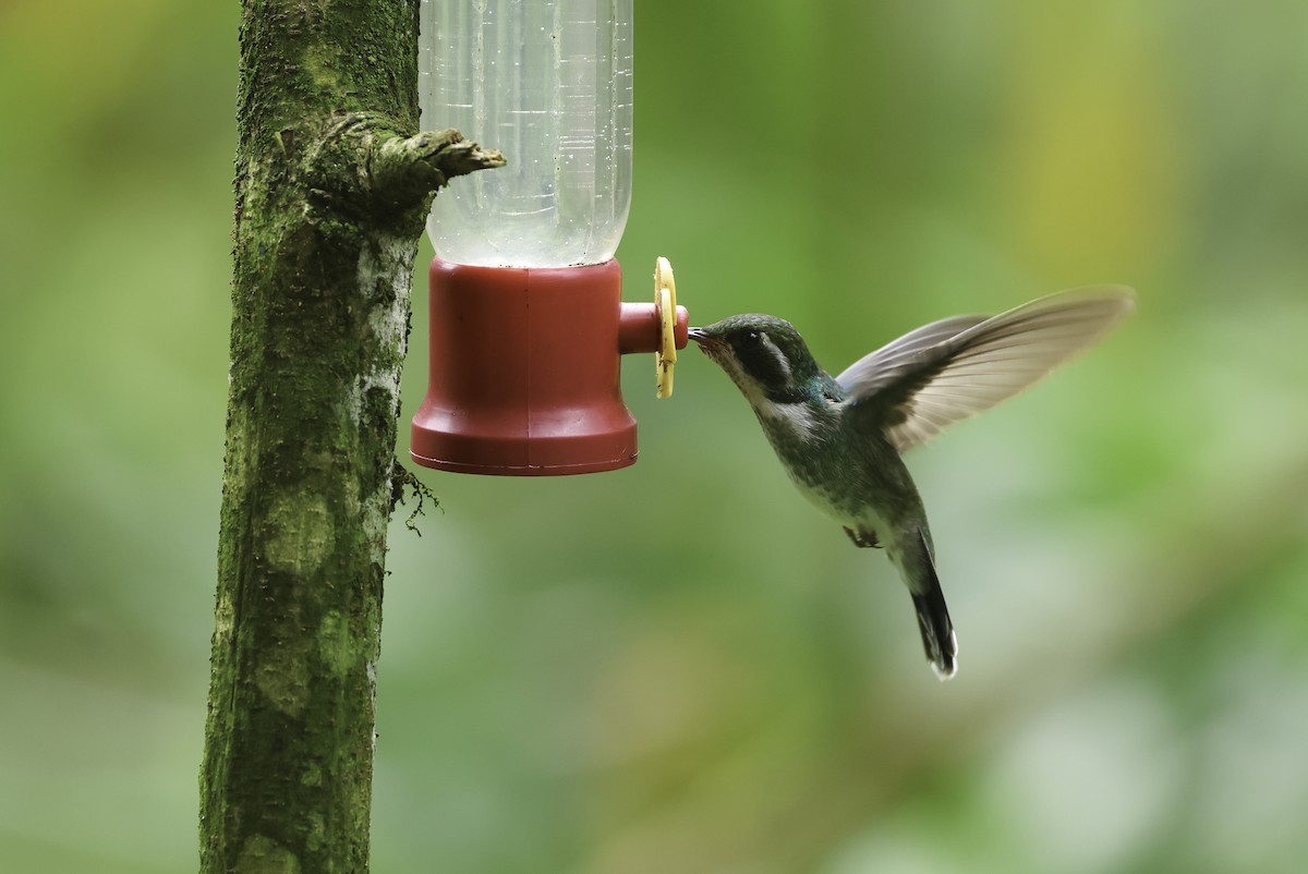 kolibřík klínozobý - ML620236966