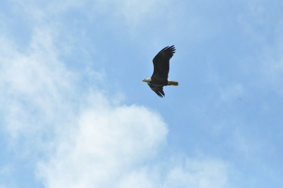 Bald Eagle - ML620236970