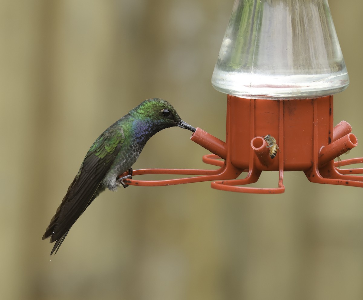 Colibrí de Bouguer Oriental - ML620236973