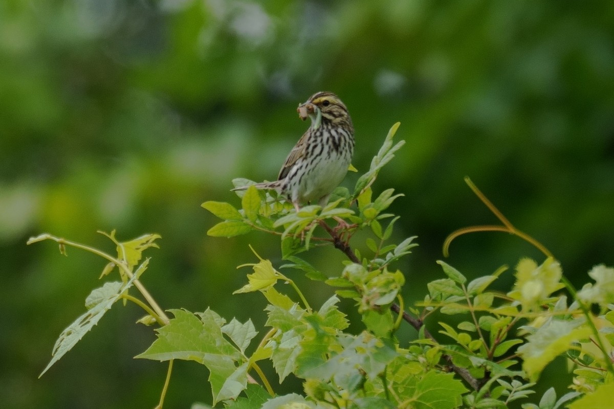 Savannah Sparrow - ML620236982