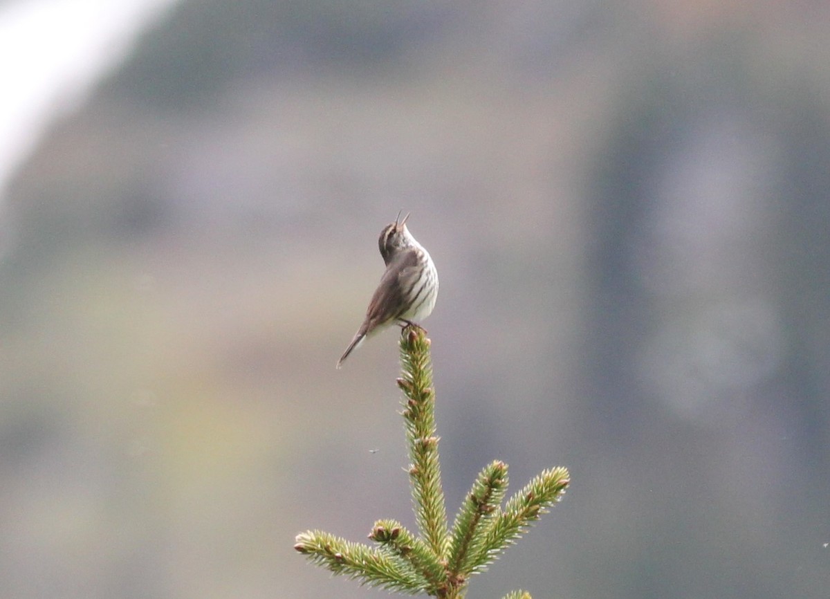 Northern Waterthrush - ML620236983