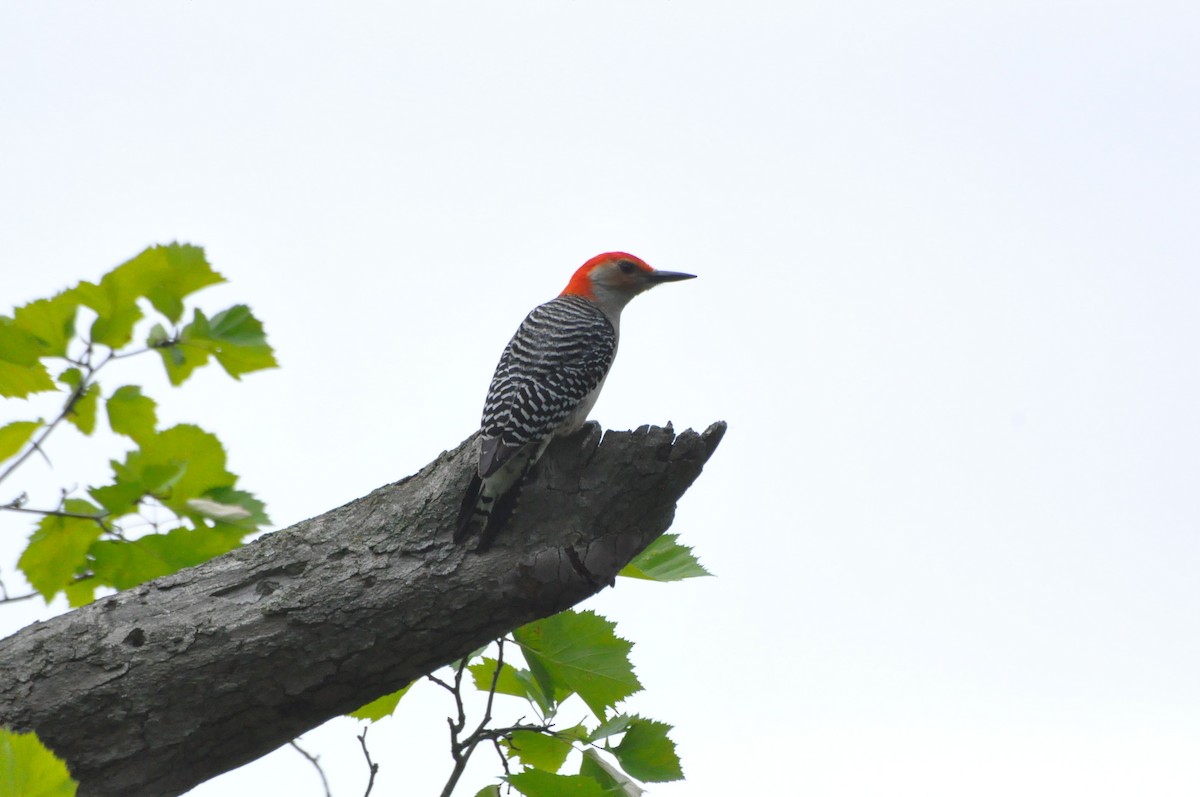 Red-bellied Woodpecker - ML620236985