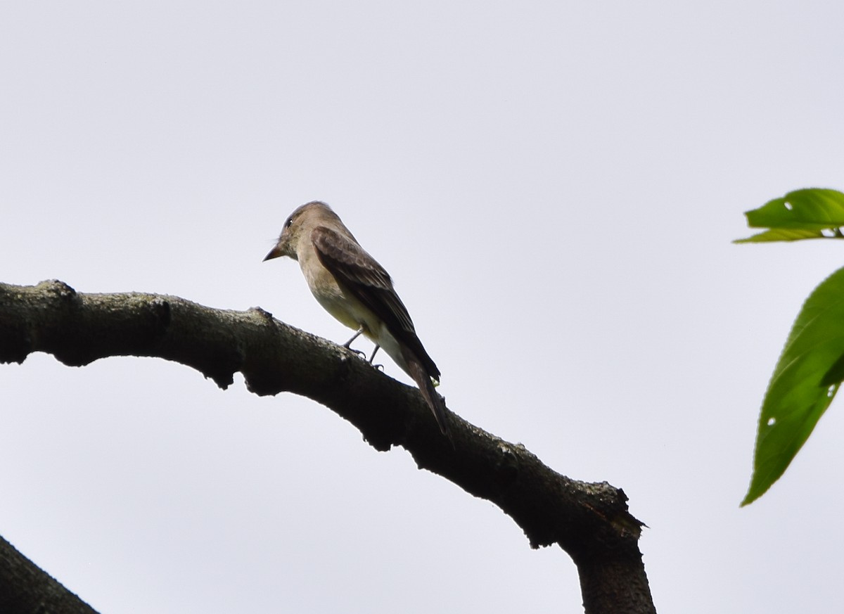 Greater Pewee - ML620236987