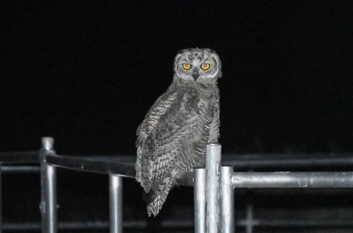 Great Horned Owl - ML620236990