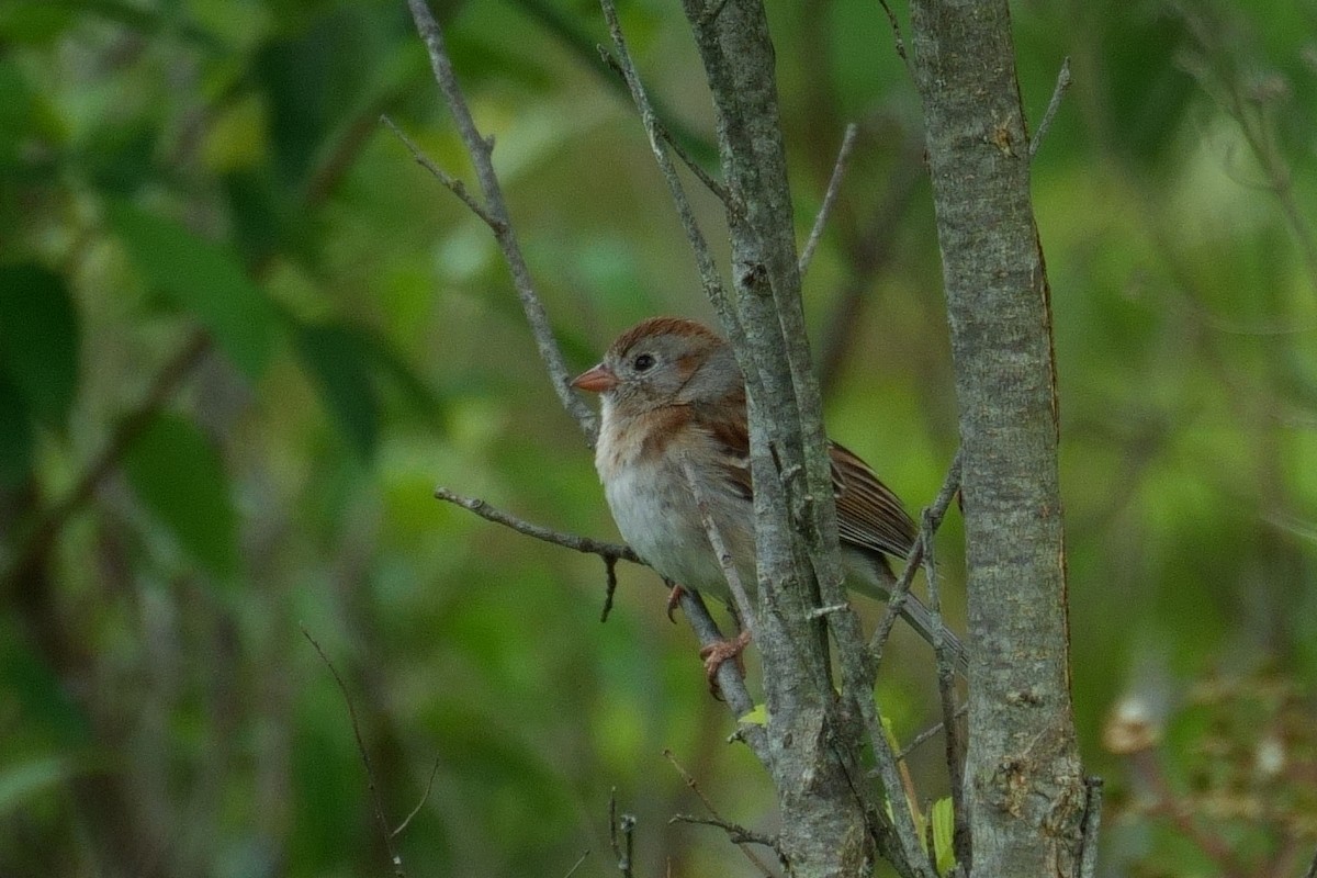 Field Sparrow - ML620236996