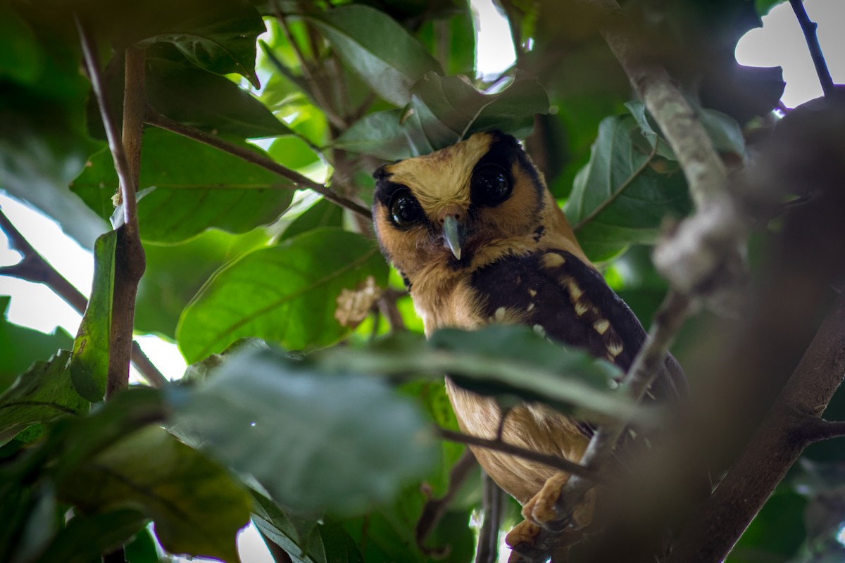 Buff-fronted Owl - ML620236998