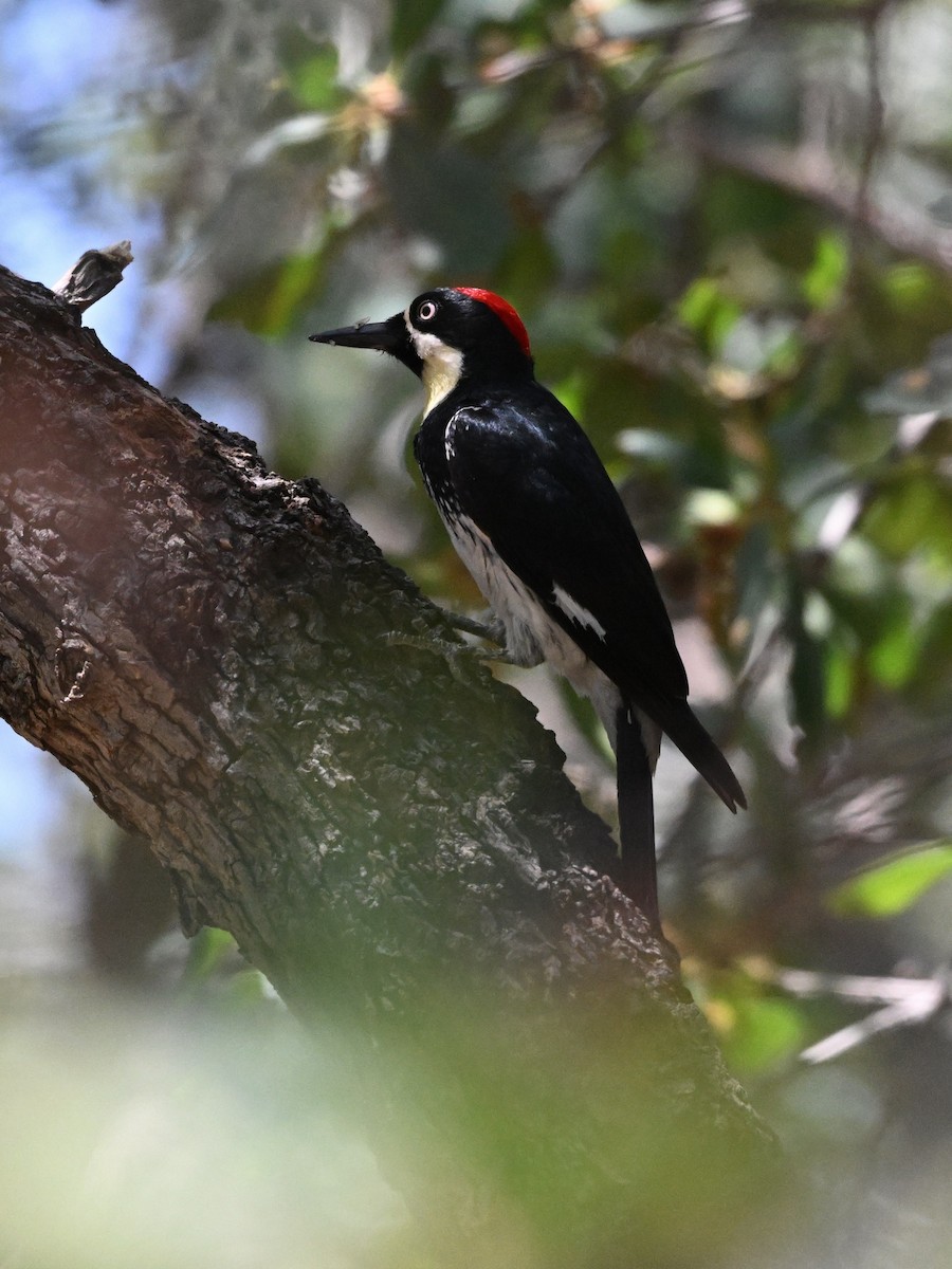 Acorn Woodpecker - ML620237002