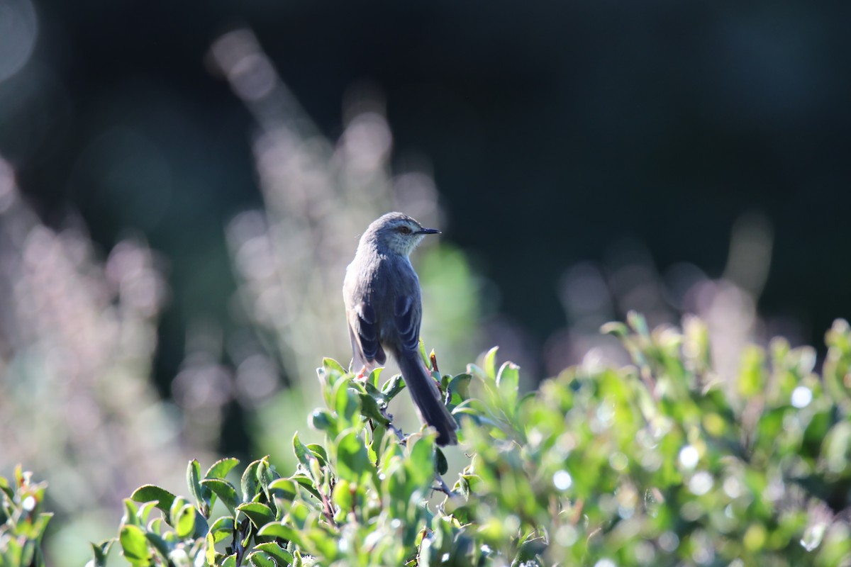 Karoo Prinia - ML620237009