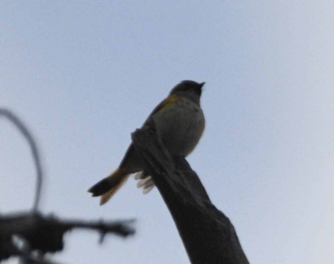 American Redstart - ML620237027