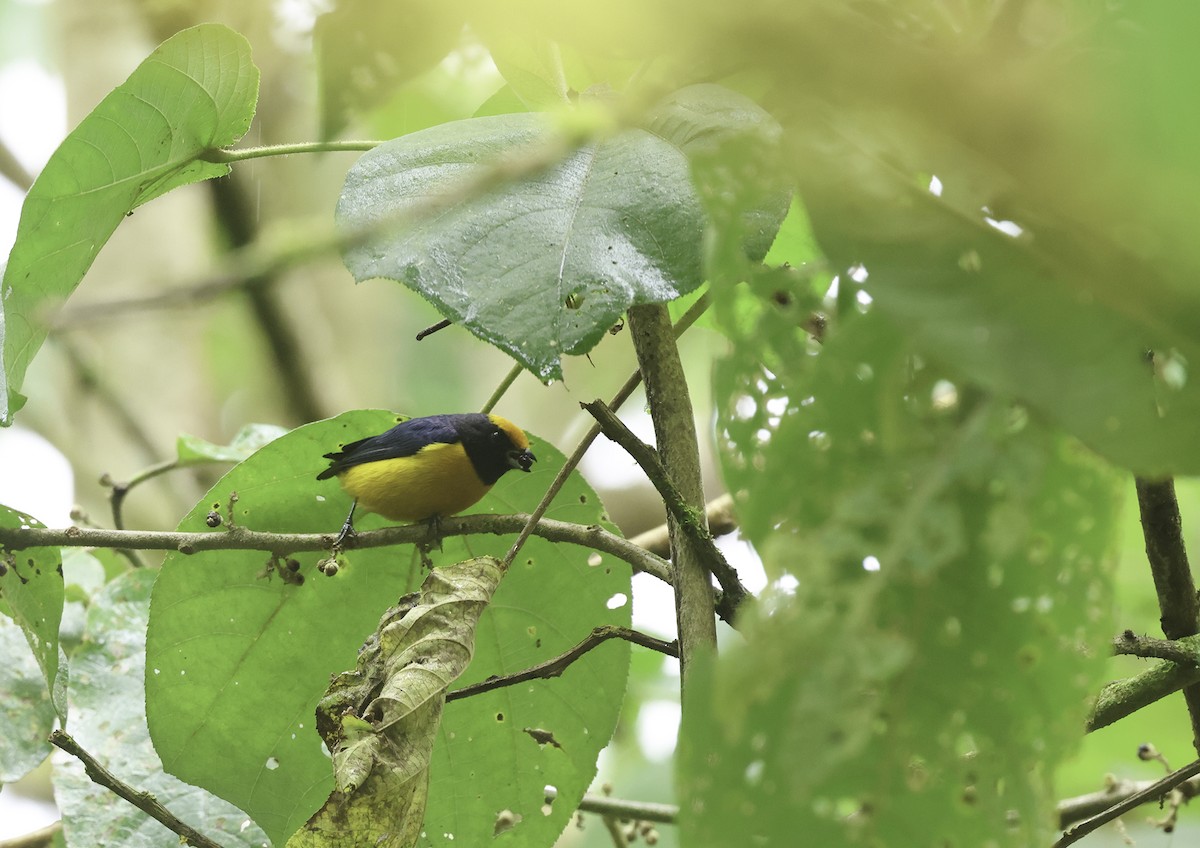 Orange-bellied Euphonia - ML620237029