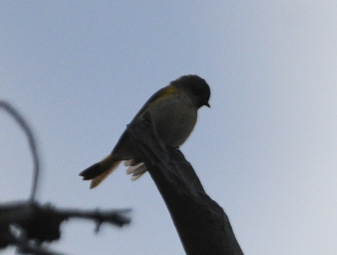 American Redstart - ML620237032