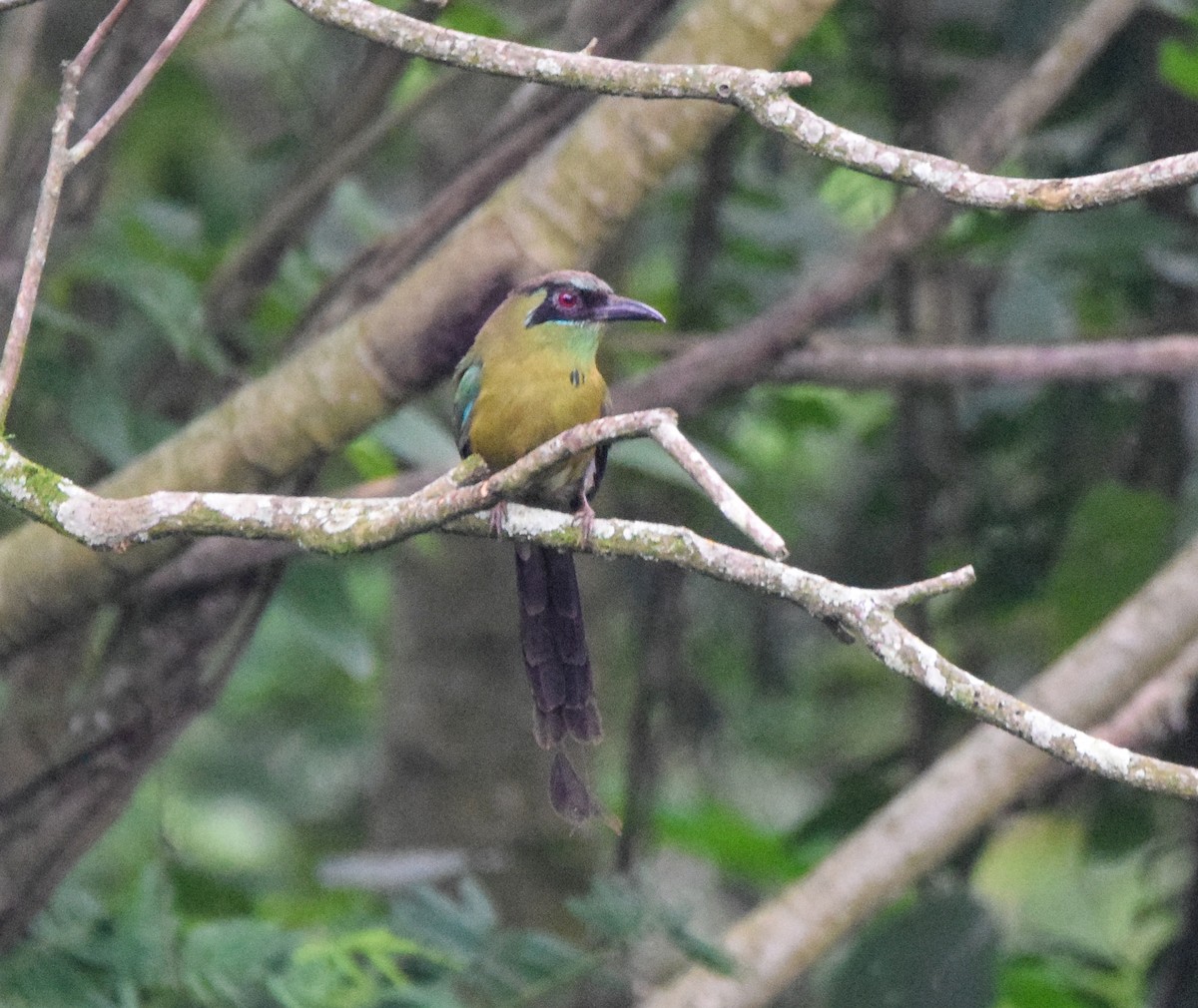 Lesson's Motmot - ML620237033