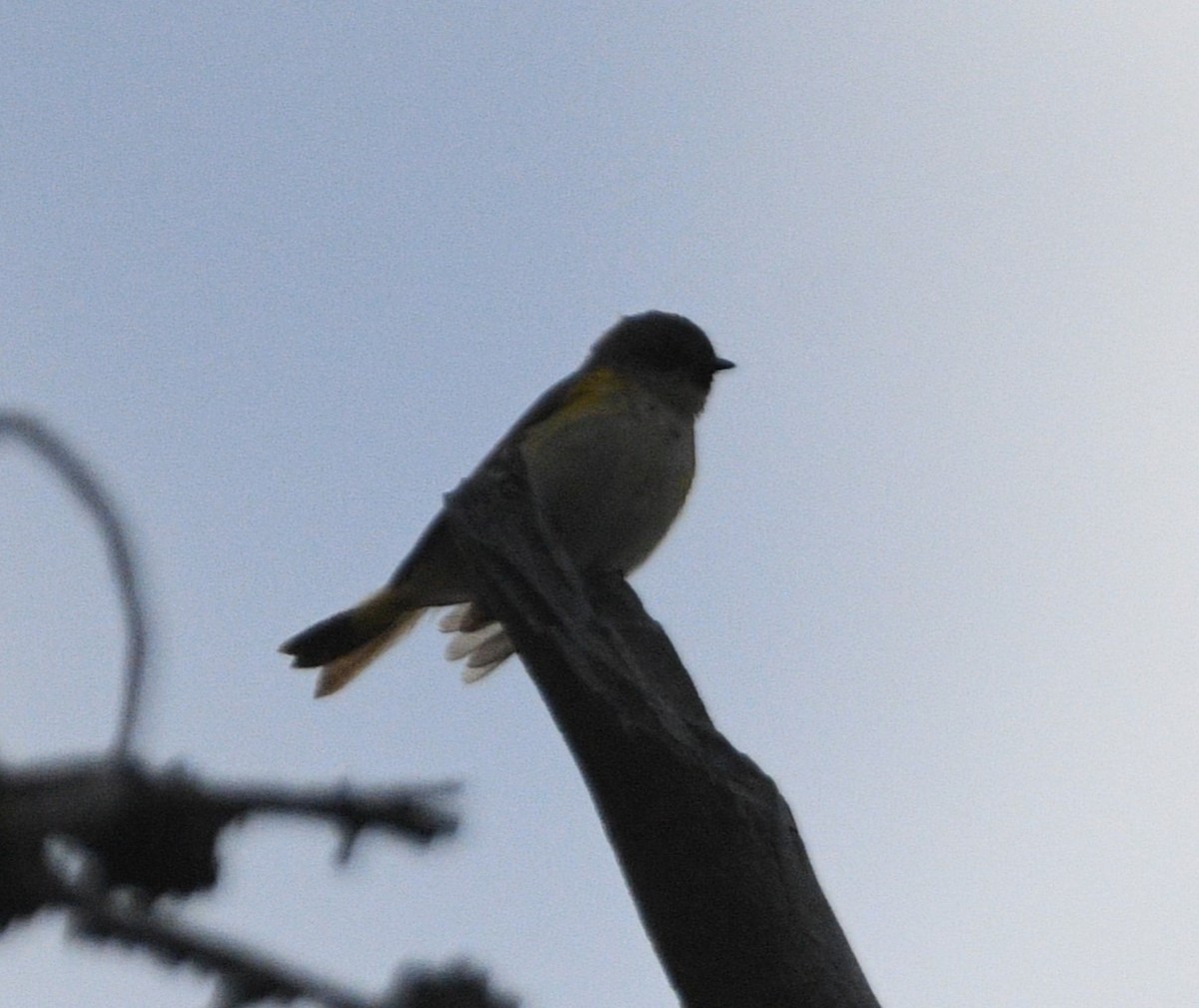 American Redstart - Peter Olsoy