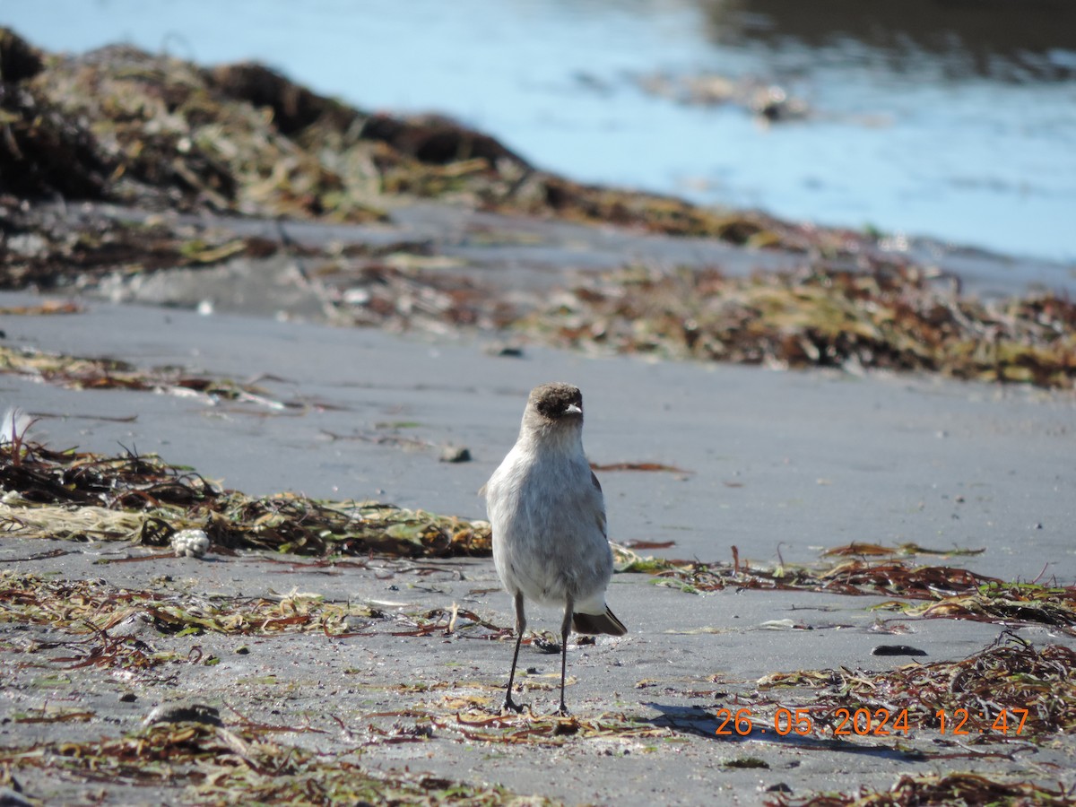 Dark-faced Ground-Tyrant - ML620237039