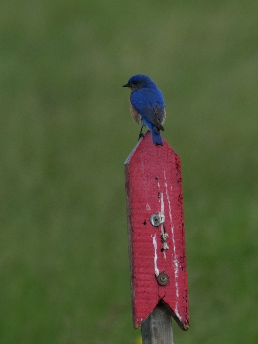 Eastern Bluebird - Kathy Webb