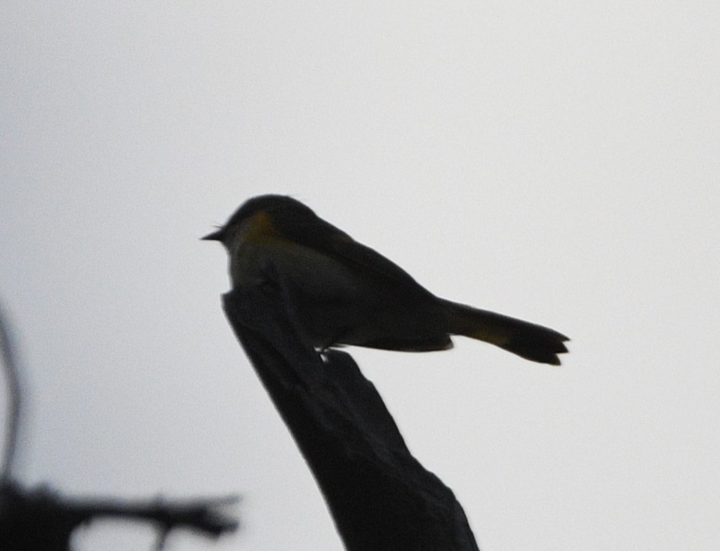 American Redstart - ML620237041