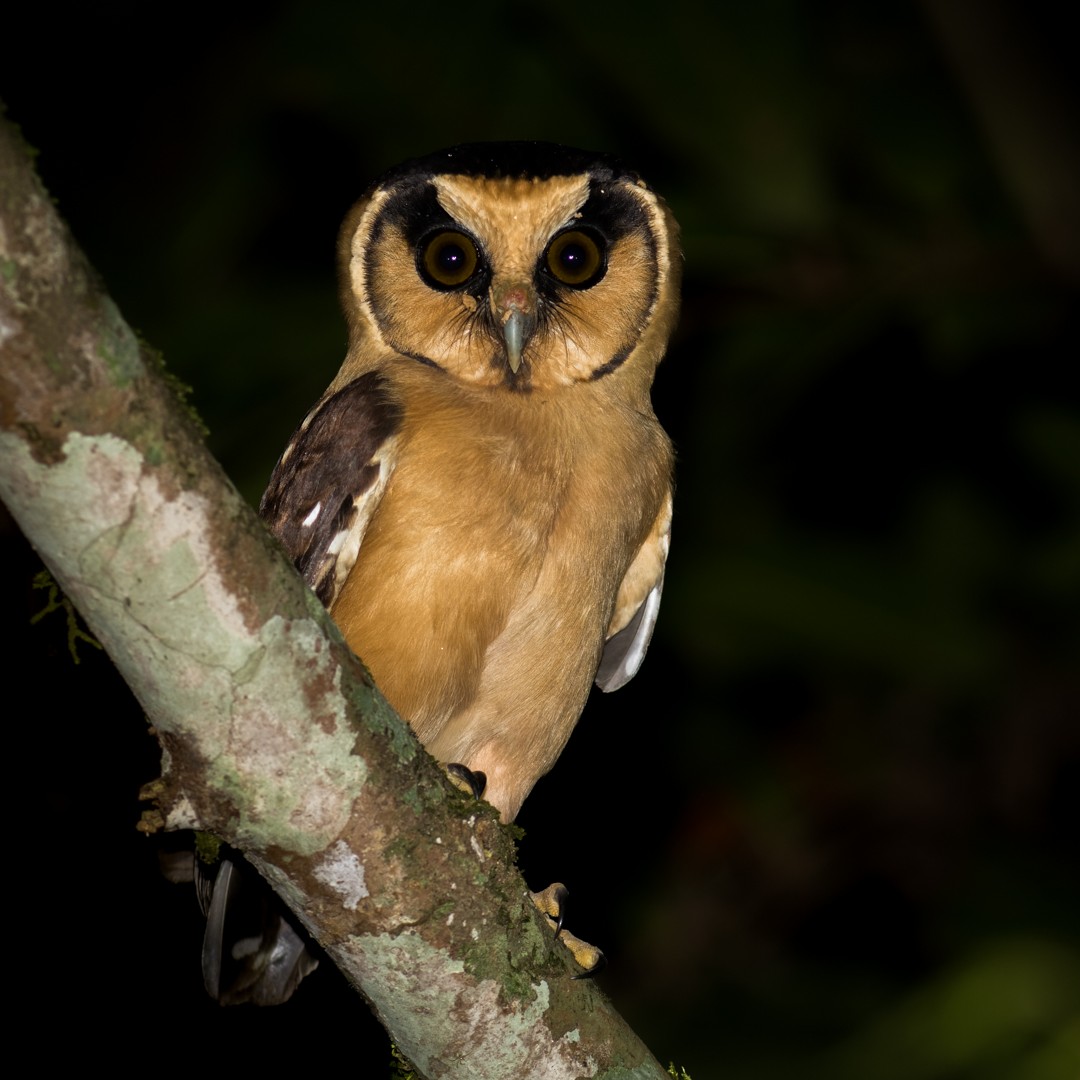 Buff-fronted Owl - ML620237045