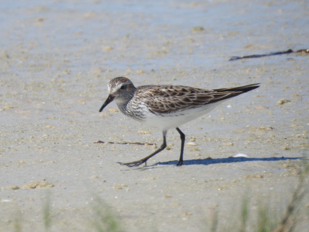 Weißbürzel-Strandläufer - ML620237051