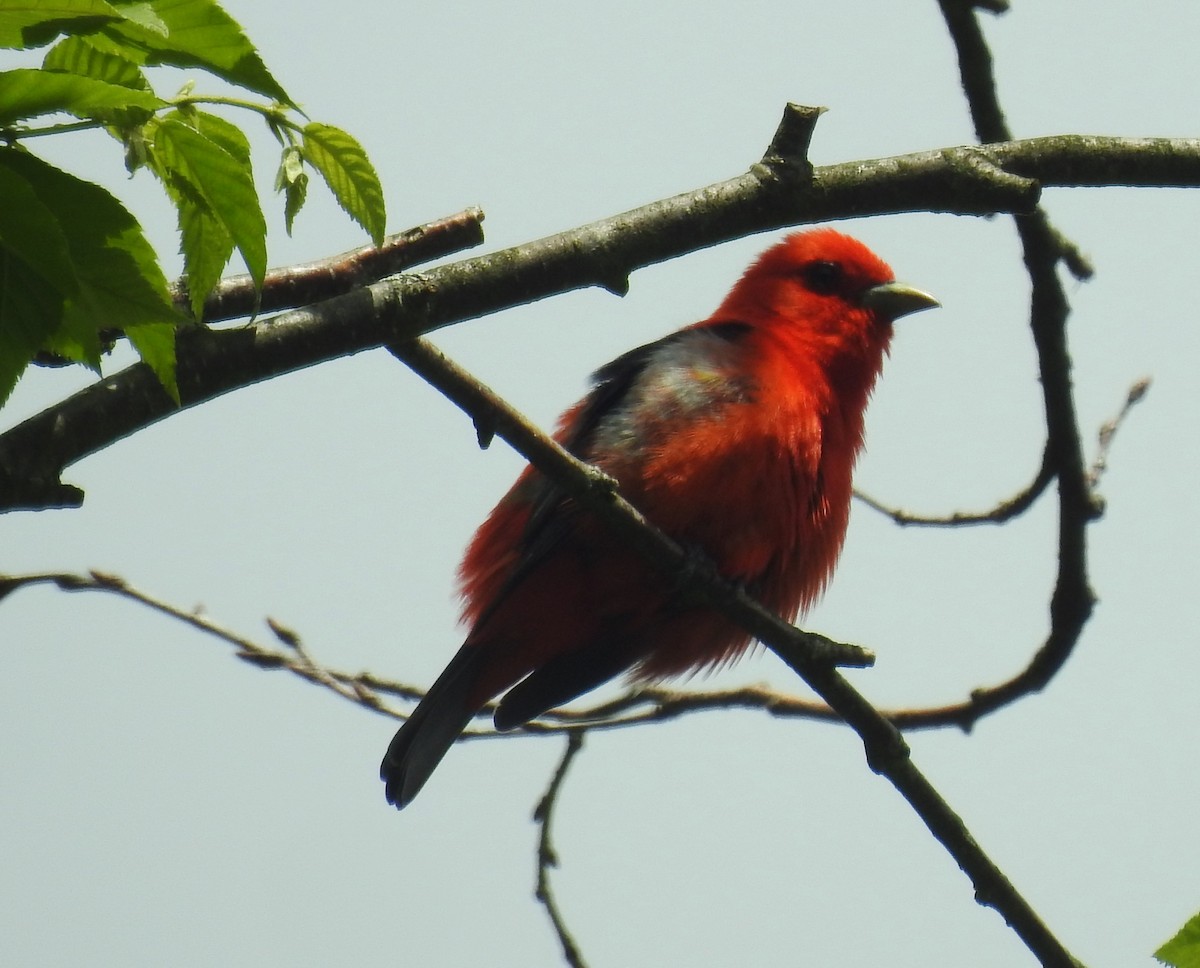 Scarlet Tanager - ML620237052