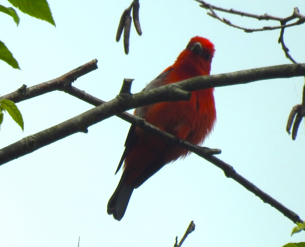 Scarlet Tanager - ML620237053