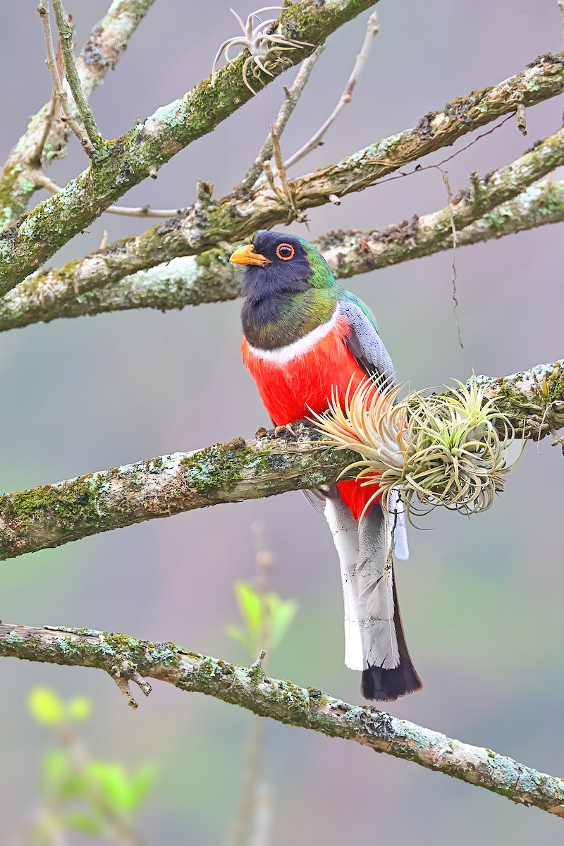Coppery-tailed Trogon - Greg Homel