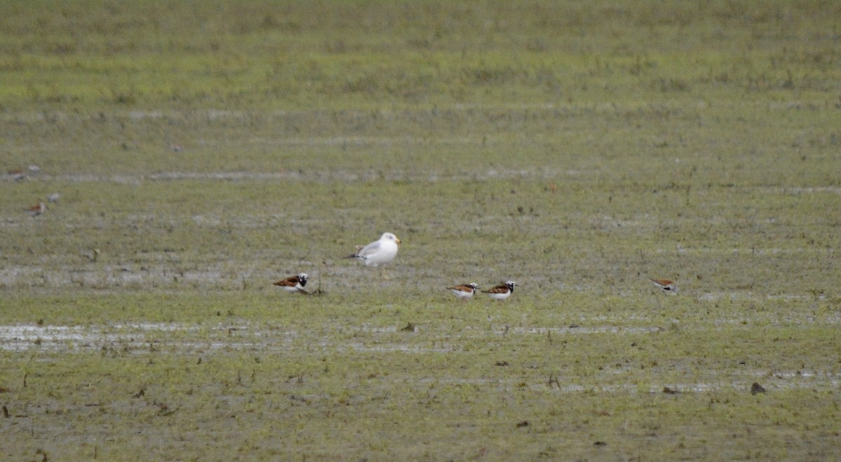 Ruddy Turnstone - ML620237077