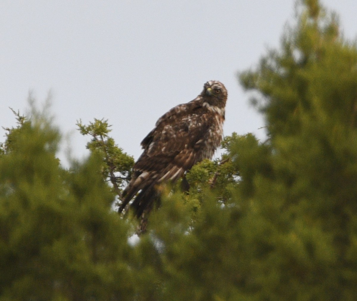 Rotschwanzbussard - ML620237079